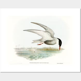 Marsh Tern (Hydrochelidon fluviatilis) Posters and Art